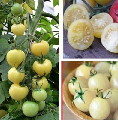 【蔬菜種子S420】白雪公主番茄~乳白色櫻桃番茄，單果重量約14公克，甜度高達12%，硬度好，口感好，產量高。