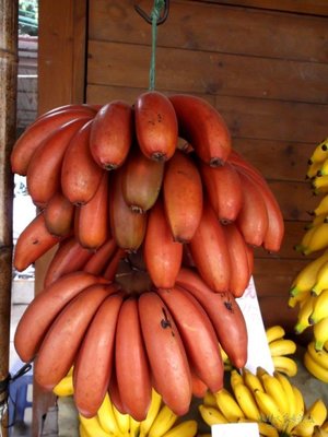 台農一級棒水果苗 **  香蕉/紅蕉1入30~35公分/6吋