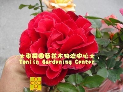 ╭☆東霖園藝☆╮大輪-香水玫瑰( 甜蜜 )...無刺    八吋盆  花可食