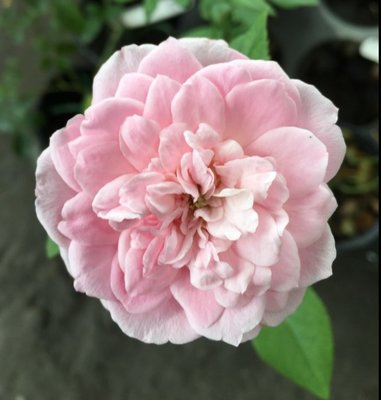 花花世界_玫瑰苗--美雅子，Miyako--古典花型/3.5吋黑軟盆/高10~30公分/MA