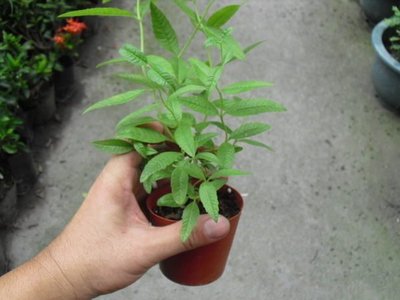 ╭☆東霖園藝☆╮香草植物(檸檬馬鞭草)馬鞭草(目前植株較小)