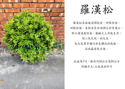 心栽花坊-羅漢松/8吋/60公分/圓球造型/造型樹/綠化環境/綠籬植物/售價1600特價1400