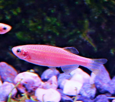【成崧水族，10送1】粉紅仙子 斑馬魚 小型魚 熱帶魚