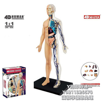 人體模型4D MASTER益智拼裝玩具1:6全身透明人內臟器官解剖學人體模型