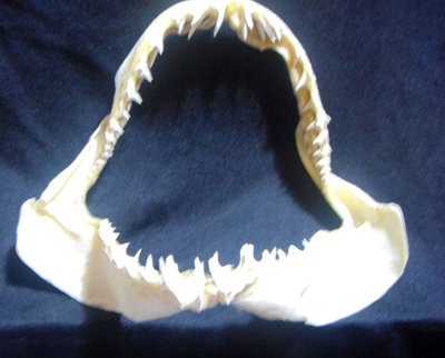 [馬加鯊嘴牙]22公分馬加鯊魚嘴..專家製作雪白無魚腥味!..是標本也是掛飾.!.  #14.2218