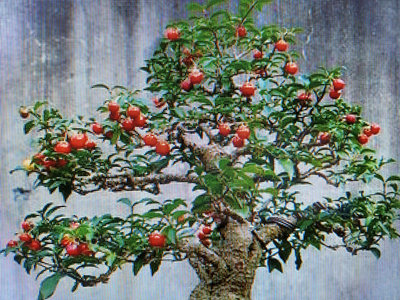 老盆養二三十年參展等級的李氏櫻桃，小品盆栽樹形漂亮優美很會開花結果好種植喜歡半日照以上環境，開花時噴結果劑，果實纍纍免運