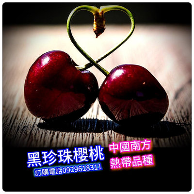 中國南方黑珍珠櫻桃《嫁接苗》Cerasus pseudocerasus熱帶品種、買3棵免運費、買5棵送1棵