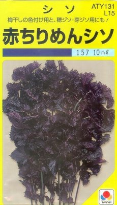 【1磅裝蔬菜種子P027】紅紫蘇~~嫩葉常見於生菜沙拉中及滷、 炒、煮等、特別是煎魚的辛香材料