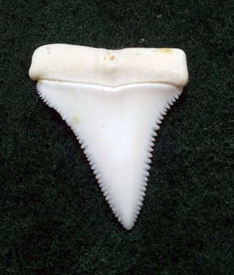 (New 大白鯊嘴牙) 3.8公分真正大白鯊(上鍔)鯊魚牙..無刮痕無缺齒. A標本級. 稀有! #31.382906