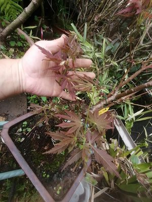 日本品種紅楓樹槭樹名字叫東紫，葉子是紫色的，造型優美大樹型中小品盆栽5900元郵局免運費只有一盆好種植