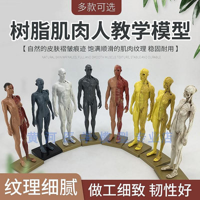 30cm藝用 樹脂肌肉 骨骼 解剖 人體模型 結構美術 CG繪畫雕塑教學