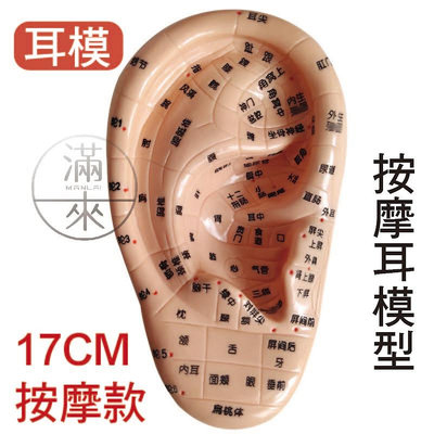 17cm按摩耳模型 耳部按摩【奇滿來】耳穴模型 耳朵穴道 穴位模型 中醫穴位 探穴筆 人體模型 醫學教學ARVP