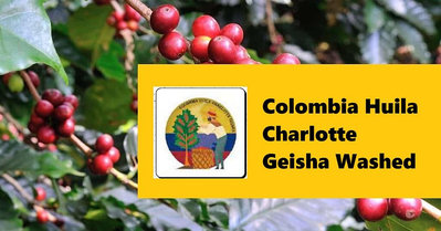 生豆✨5KG｜哥倫比亞 薇拉 夏洛特 小農 藝伎 水洗｜咖啡生豆 COFFEE BEAN