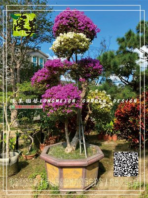 隆美園藝LONGMEIGN-樹的專賣店//寶金紫雪白大品多色款九重葛多層次造型庭園盆栽