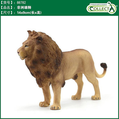 英國CollectA我你他仿真野生動物模型玩具兒童認知88782非洲雄獅