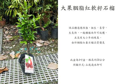 心栽花坊-大果胭脂紅軟籽石榴/石榴/4吋/水果苗/售價360特價300
