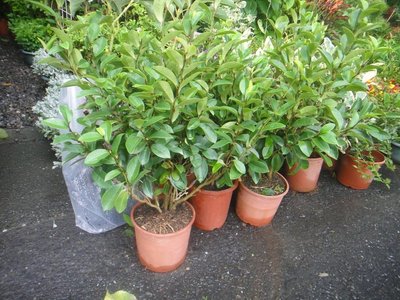 芳草園－香花植物「含笑」5吋盆栽