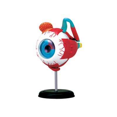 4D MASTER益智拼裝玩具人體眼球器官解剖模型醫學教學用模型