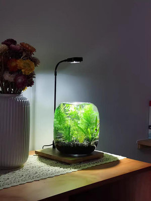 創意圓形玻璃魚缸透明桌面加厚金魚缸客廳微生命之樹生態瓶