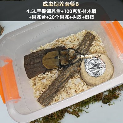 特價獨角仙飼養套餐寵物甲蟲成蟲用品昆蟲飼養爬蟲鍬甲造景箱套裝