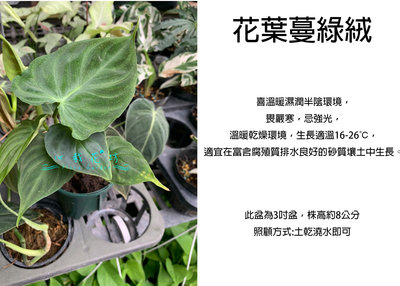 心栽花坊-花葉蔓綠絨/3吋/綠化植物/室內植物/觀葉植物/售價120特價100