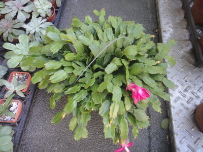 芳草園－「螃蟹蘭(」紅花)盆栽