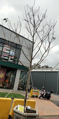 元茂園藝桃園愛買園區 富士櫻花 頂級樹型 十五年盆栽 每年開爆滿 錯過不再有 挑選價50000元