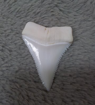 (大白鯊嘴牙) 3.6公分真正大白鯊(上鍔)鯊魚牙..無刮痕無缺齒. A標本級. 稀有! #7.362606