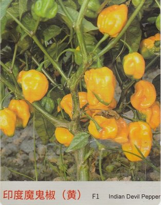 【蔬菜種子S239】黃印度鬼椒~辣度強，分枝能力強，枝葉茂盛，抗病能力強，是醬、鮮兩用型。