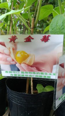 ╭☆東霖園藝☆╮黃金莓 又稱為燈籠果  6吋20-30公分