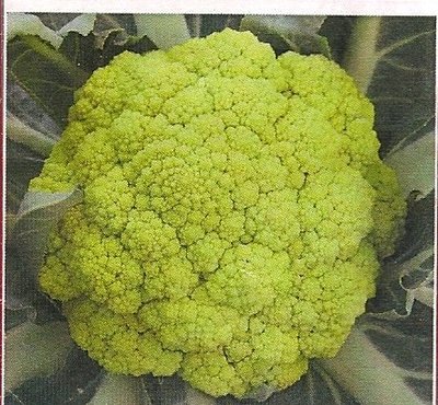 【蔬菜種子S111】綠花椰菜~ 喜冷涼氣候，花球綠色，緊實，耐寒性強。