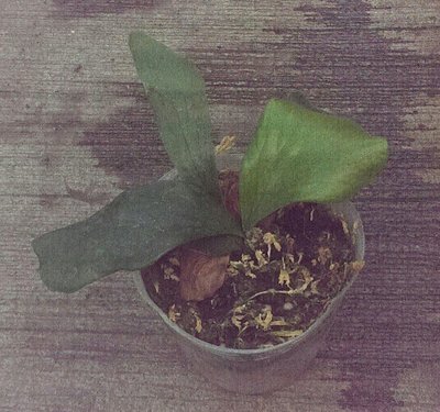 ☆貝殼的家☆非洲圓盾鹿角蕨 / 3吋 / 觀葉植物 / 室內植物