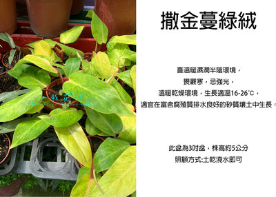 心栽花坊-撒金蔓綠絨/3吋/綠化植物/室內植物/觀葉植物/售價60特價50