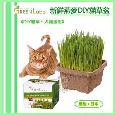 日本 GreenLabo《DIY貓草‧犬貓適用》 新鮮貓草植栽