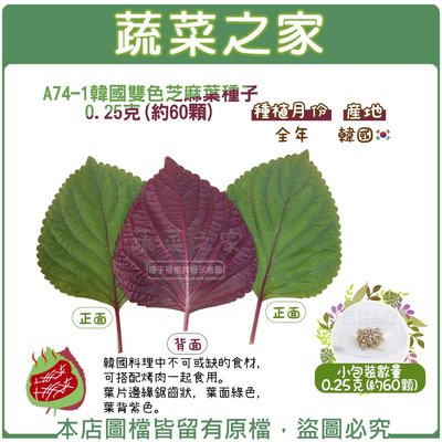 【蔬菜之家滿額免運】A74-1.韓國雙色芝麻葉種子0.25克(約60顆)(葉片邊緣鋸齒狀，葉面綠色，葉背紫色)