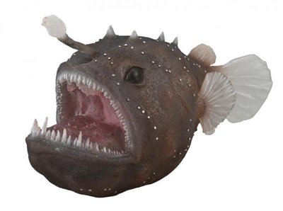 【阿LIN】88967 安康魚 模型 動物模型 海洋系列 知識 教育 英國品牌 PROCON COLLECTA