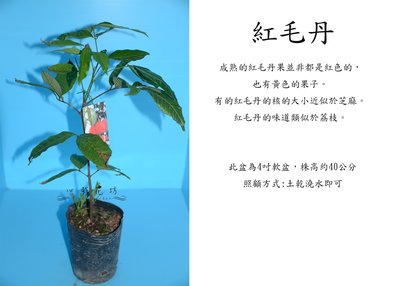 心栽花坊-紅毛丹/水果苗/未嫁接/售價180特價150