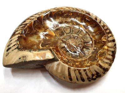***原礦屋*** A級馬達加斯加斑彩螺(風神菊石)飾品盤320g！(寶石、斑彩石、開運螺、標本、化石、擺飾)