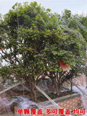 溜溜果樹防鳥用的網葡萄櫻桃嘉寶果線網絲網果園網罩水果遮樹蔬菜圍網