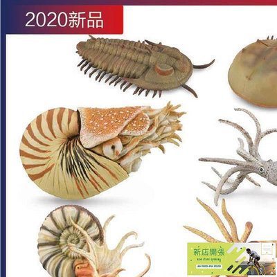 【現貨】?8折?CollectA我你他 古生物仿真模型兒童玩具過家家菊石鸚鵡螺三葉蟲