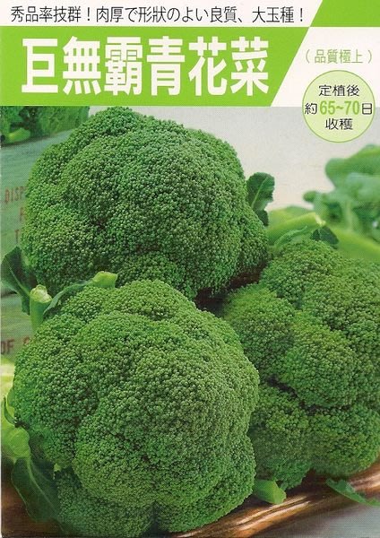 蔬菜種子s251 巨無霸青花菜 蕾球重量可達一公斤 日本超高人氣的極優良品種 Yahoo奇摩拍賣