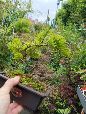 台灣保育類，名字叫台灣油杉，小葉造型小品盆栽好種植，980元優惠超商取貨免運費1