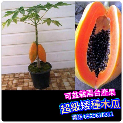 超級矮種木瓜苗【南北都可種盆陽台-快速結果】short Papaya 產量多、甜度高、滿3棵免運費、滿5棵送1棵