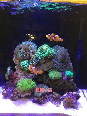 精品手機APP珊瑚缸燈海缸led燈模擬日出日落微缸珊瑚燈海水缸補光