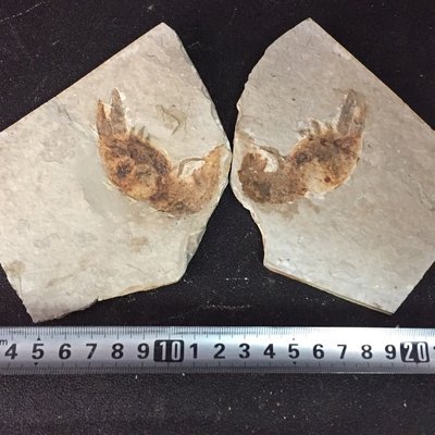 奇異環足蝦化石 龍蝦化石 遼西動物化石標本凌雲閣化石隕石 促銷