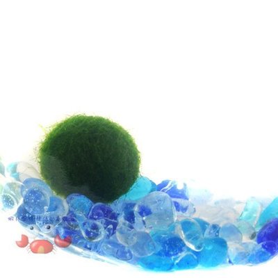 蝦兵蟹將【水草造景】日本阿寒湖綠藻球【迷你幸福小藻球/單顆】前景草 陰性水草 初學者 入門級