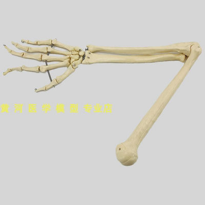 自然大 人體骨骼 上肢骨骼 成人手臂肱骨尺橈骨1比1 手骨模型手掌