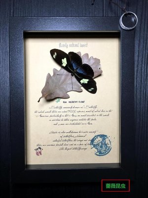 昆蟲記~亞馬遜雨林·令人驚嘆的物種·罕見的毒蝶+++01-特價
