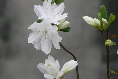 【優勢】日本久留米杜鵑苗~品種名"雪牡丹"