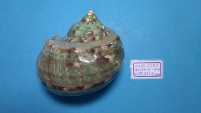 (shelllin 貝殼林)  a050-0202  夜光嶸螺洗金品 (86*86*51 mm)